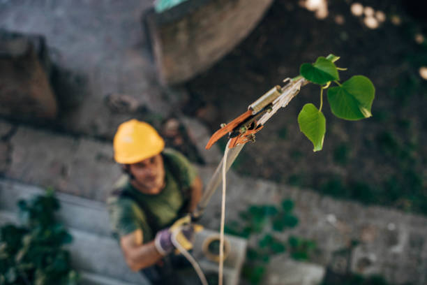 Best Tree Trimming and Pruning  in Ravenna, MI