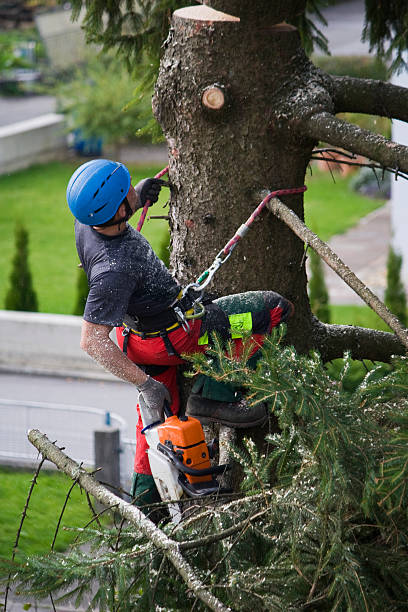 Best Root Management and Removal  in Ravenna, MI