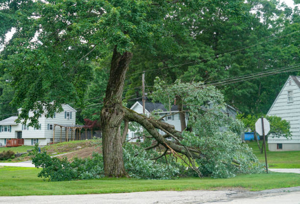 Best Tree Disease Treatment  in Ravenna, MI